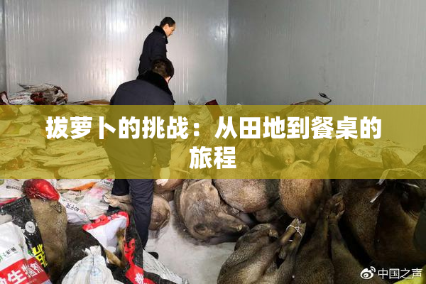 拔萝卜的挑战：从田地到餐桌的旅程