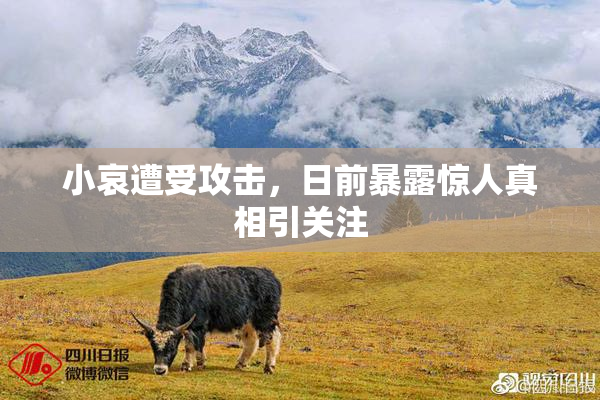 小哀遭受攻击，日前暴露惊人真相引关注