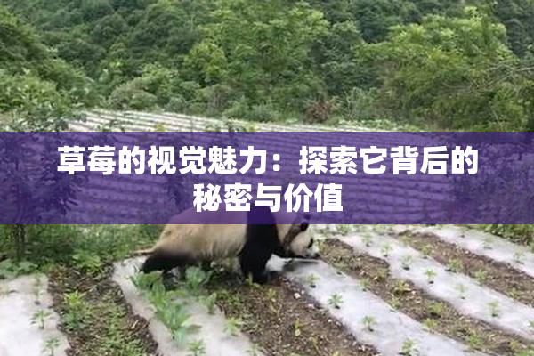 草莓的视觉魅力：探索它背后的秘密与价值