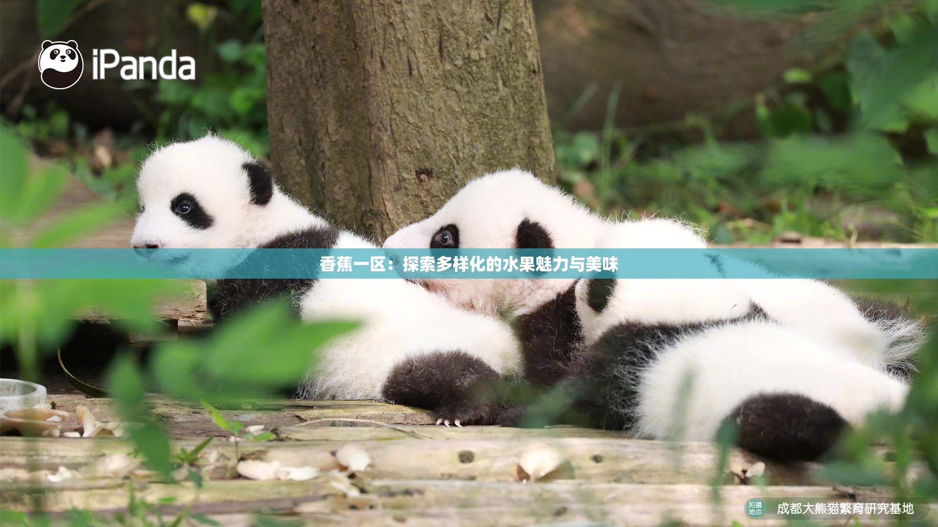 香蕉一区：探索多样化的水果魅力与美味