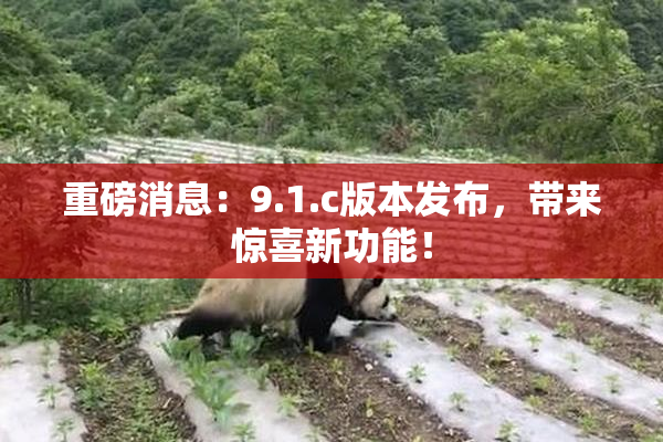 重磅消息：9.1.c版本发布，带来惊喜新功能！