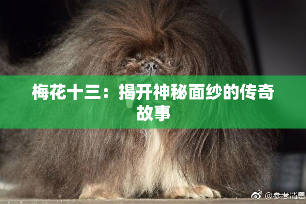 梅花十三：揭开神秘面纱的传奇故事