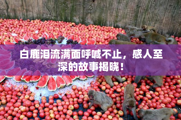 白鹿泪流满面呼喊不止，感人至深的故事揭晓！