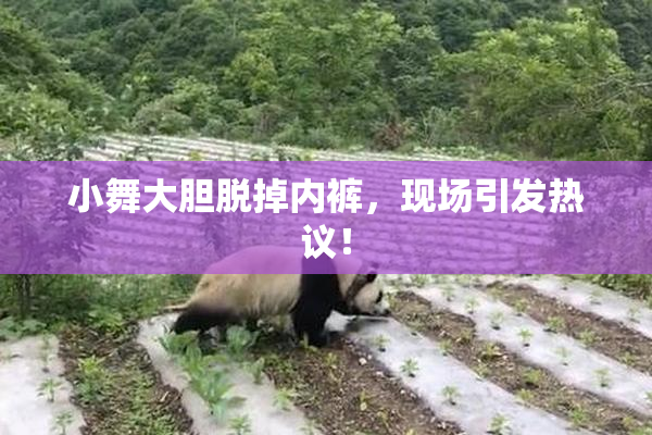 小舞大胆脱掉内裤，现场引发热议！
