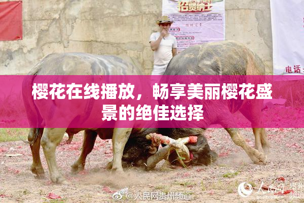 樱花在线播放，畅享美丽樱花盛景的绝佳选择