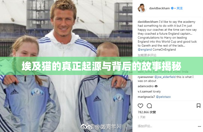 埃及猫的真正起源与背后的故事揭秘