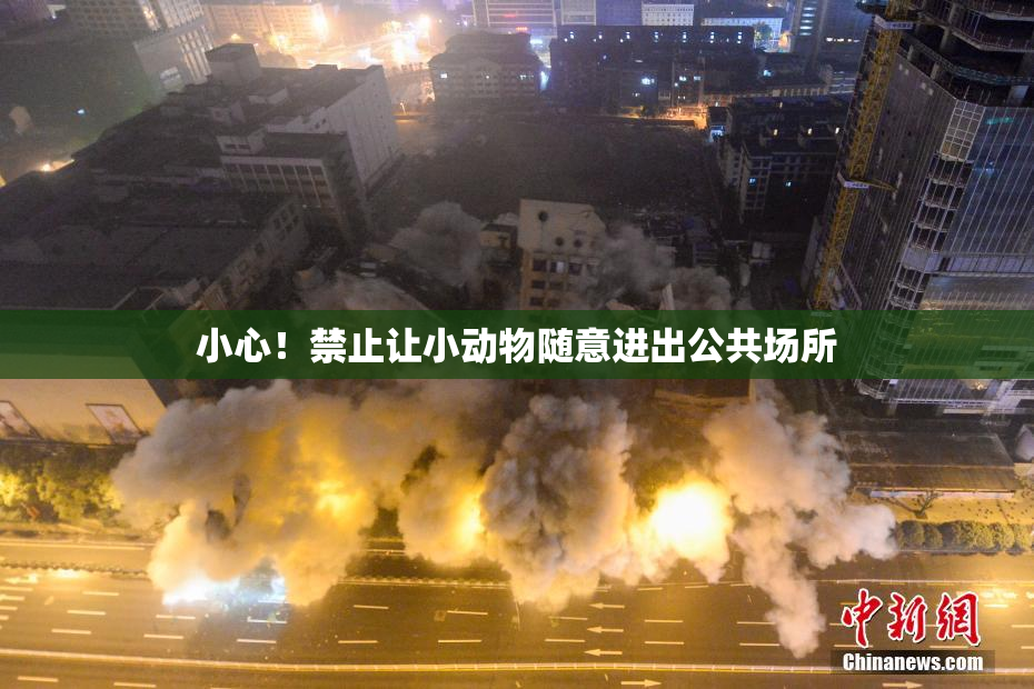 小心！禁止让小动物随意进出公共场所