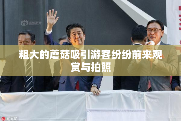 粗大的蘑菇吸引游客纷纷前来观赏与拍照