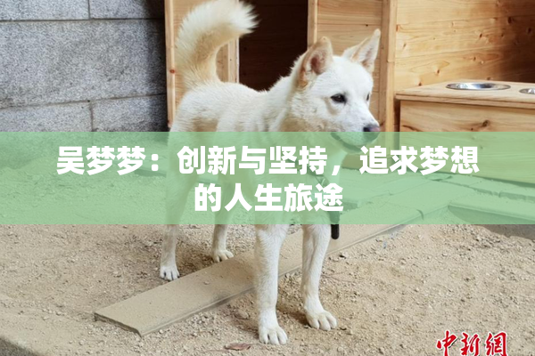 吴梦梦：创新与坚持，追求梦想的人生旅途