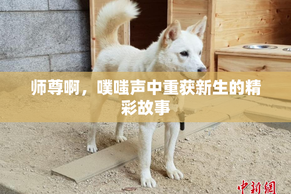 师尊啊，噗嗤声中重获新生的精彩故事
