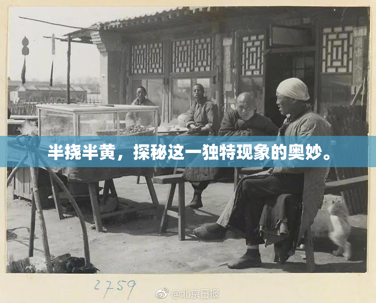 半挠半黄，探秘这一独特现象的奥妙。