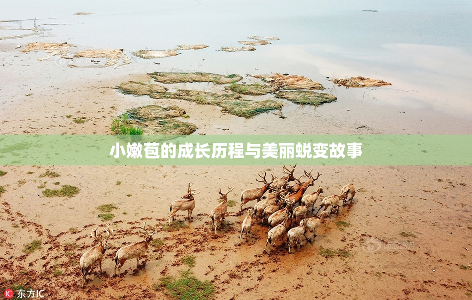 小嫩苞的成长历程与美丽蜕变故事
