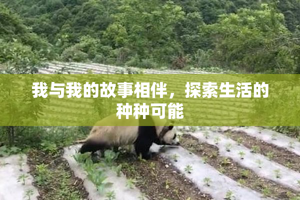 我与我的故事相伴，探索生活的种种可能