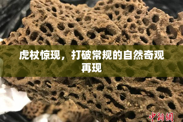 虎杖惊现，打破常规的自然奇观再现