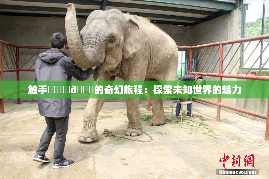 触手❌‌❌‌🔞的奇幻旅程：探索未知世界的魅力