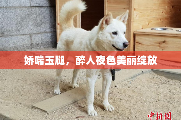 娇喘玉腿，醉人夜色美丽绽放