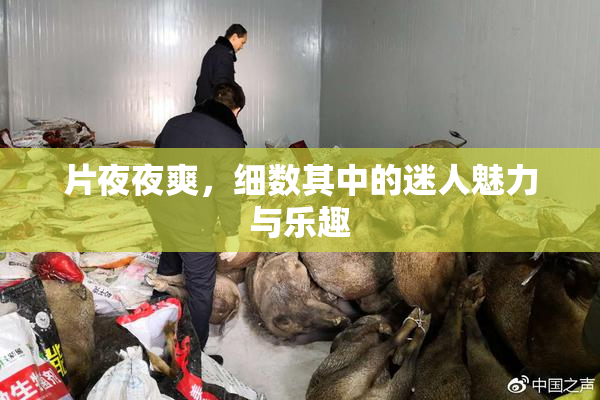 片夜夜爽，细数其中的迷人魅力与乐趣
