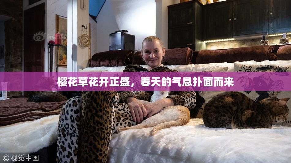 樱花草花开正盛，春天的气息扑面而来