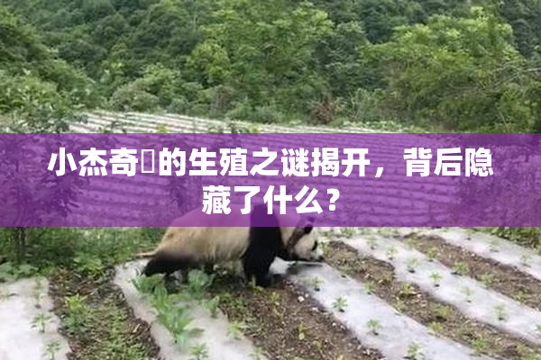 小杰奇犽的生殖之谜揭开，背后隐藏了什么？