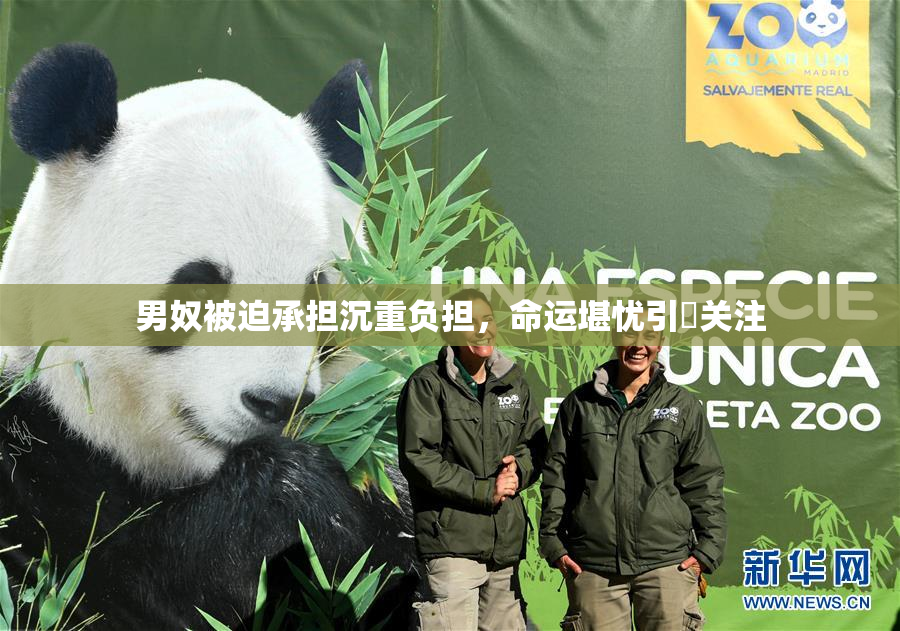 男奴被迫承担沉重负担，命运堪忧引発关注