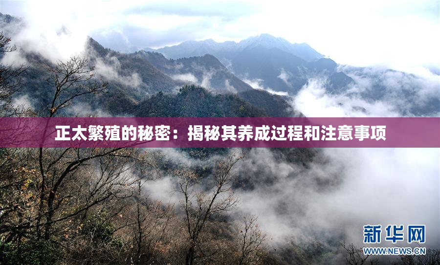 正太繁殖的秘密：揭秘其养成过程和注意事项