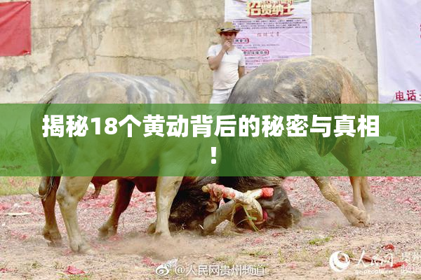 揭秘18个黄动背后的秘密与真相！