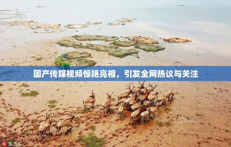 国产传媒视频惊艳亮相，引发全网热议与关注