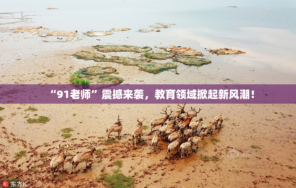 “91老师”震撼来袭，教育领域掀起新风潮！