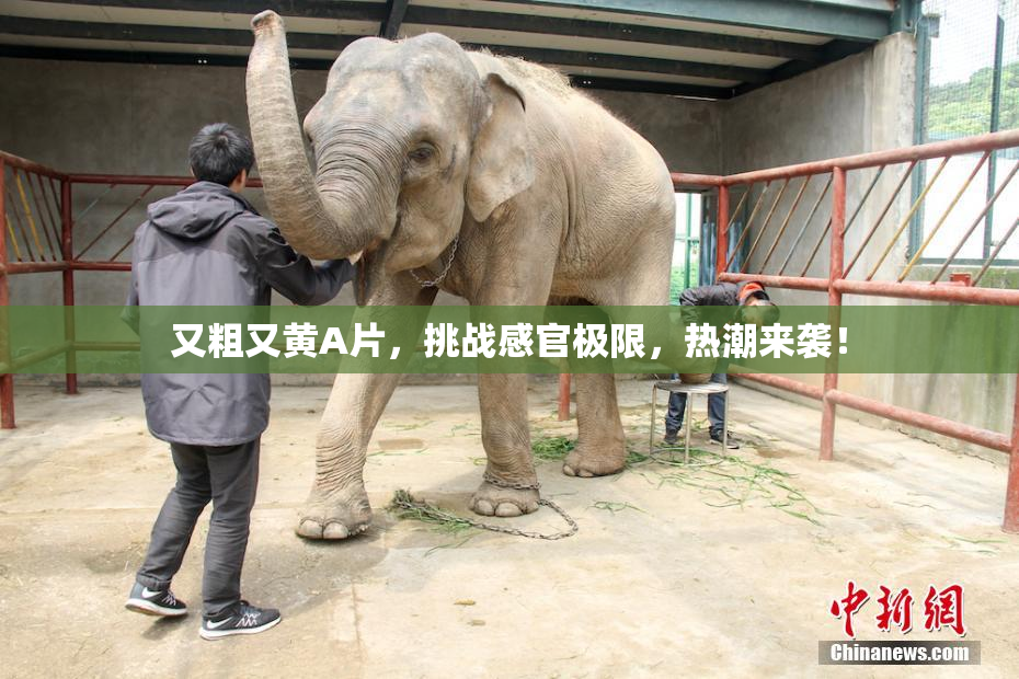 又粗又黄A片，挑战感官极限，热潮来袭！