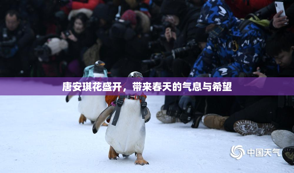 唐安琪花盛开，带来春天的气息与希望