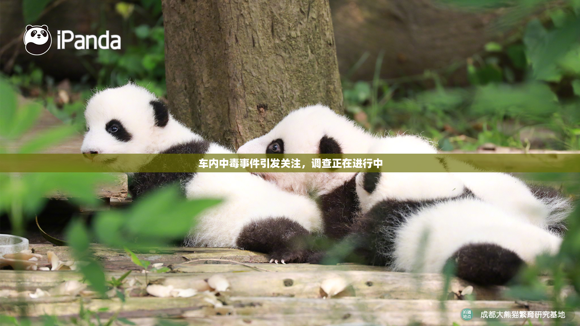 车内中毒事件引发关注，调查正在进行中