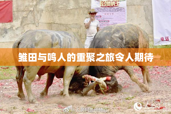 雏田与鸣人的重聚之旅令人期待