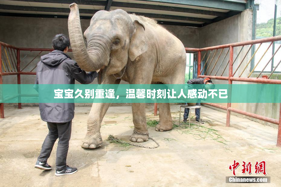 宝宝久别重逢，温馨时刻让人感动不已