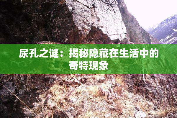 尿孔之谜：揭秘隐藏在生活中的奇特现象