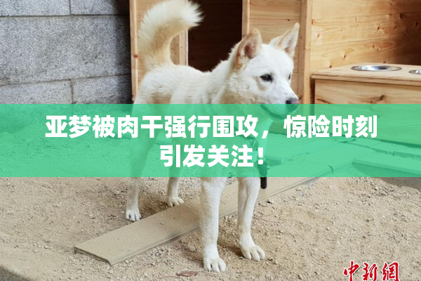 亚梦被肉干强行围攻，惊险时刻引发关注！
