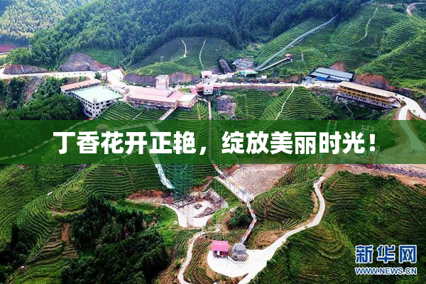 丁香花开正艳，绽放美丽时光！