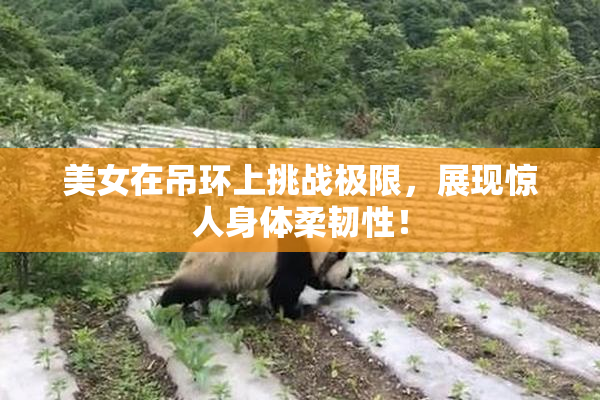 美女在吊环上挑战极限，展现惊人身体柔韧性！