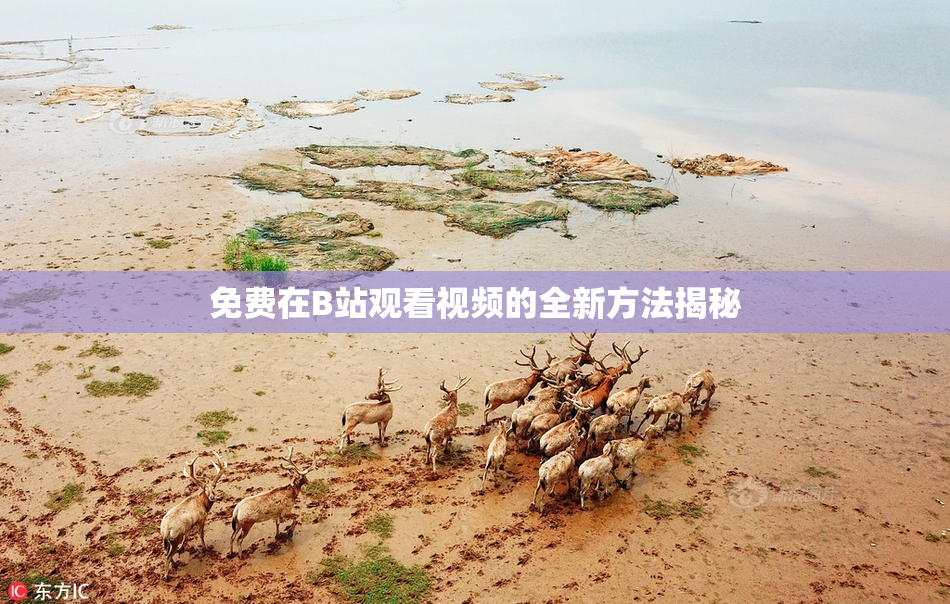 免费在B站观看视频的全新方法揭秘