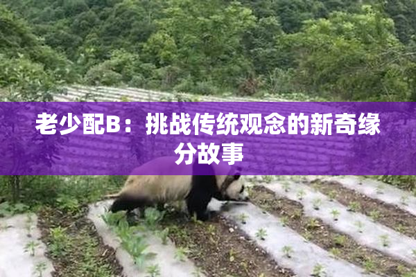 老少配B：挑战传统观念的新奇缘分故事