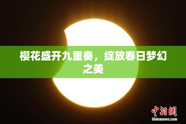 樱花盛开九重奏，绽放春日梦幻之美
