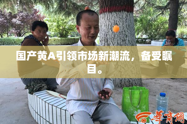 国产黄A引领市场新潮流，备受瞩目。
