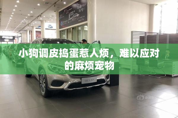 小狗调皮捣蛋惹人烦，难以应对的麻烦宠物