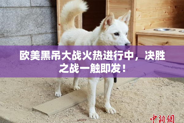 欧美黑吊大战火热进行中，决胜之战一触即发！