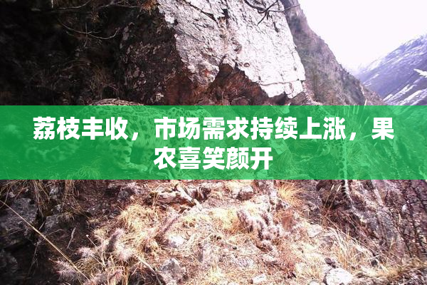 荔枝丰收，市场需求持续上涨，果农喜笑颜开