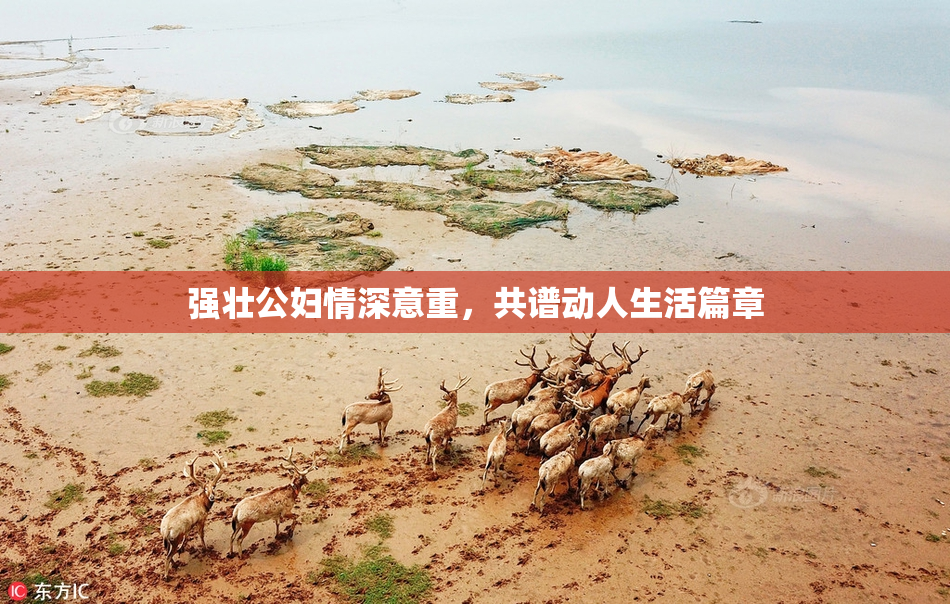 强壮公妇情深意重，共谱动人生活篇章