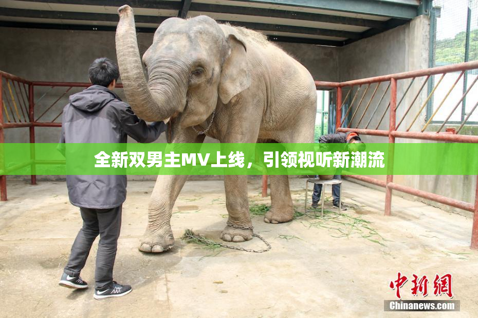 全新双男主MV上线，引领视听新潮流