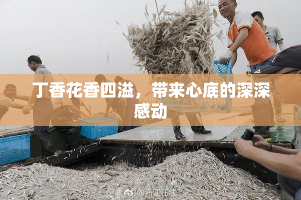 丁香花香四溢，带来心底的深深感动