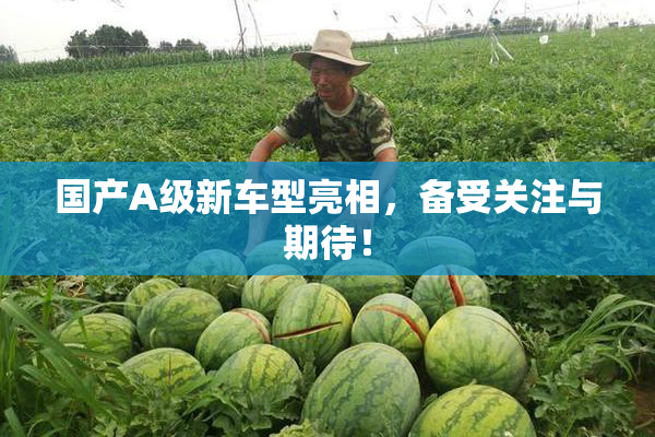 国产A级新车型亮相，备受关注与期待！
