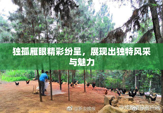 独孤雁眼精彩纷呈，展现出独特风采与魅力