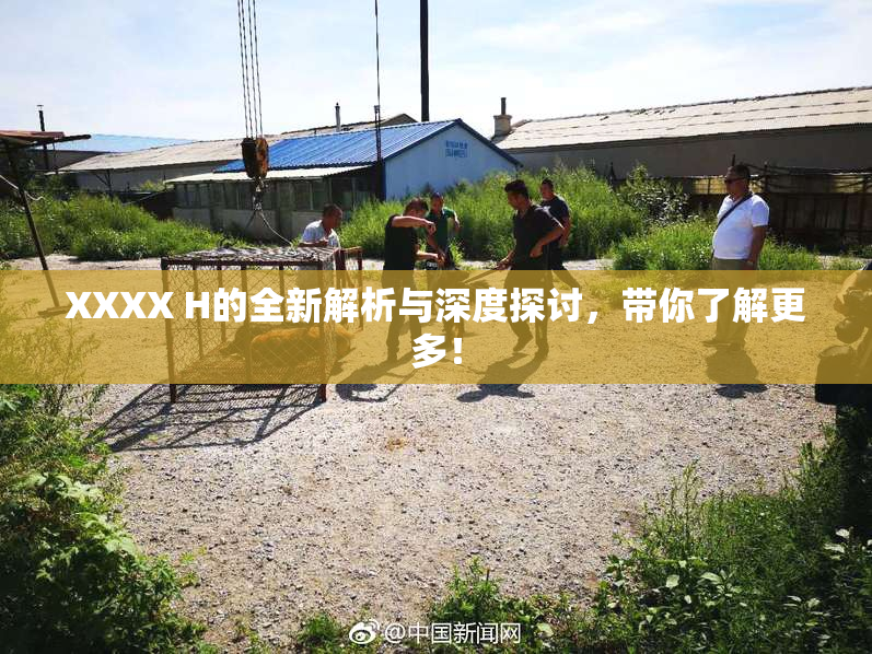 XXXX H的全新解析与深度探讨，带你了解更多！